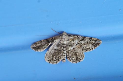 Peribatodes rhomboidaria